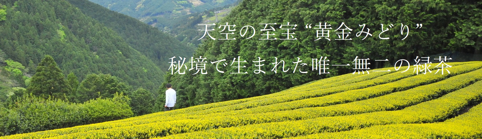 黄金みどり