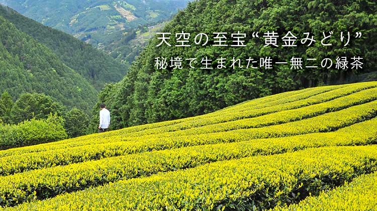 天空の至宝”黄金みどり”